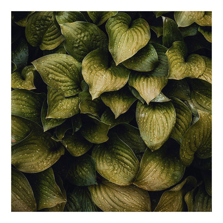 Lærredstryk - Dark Leaves - Incado