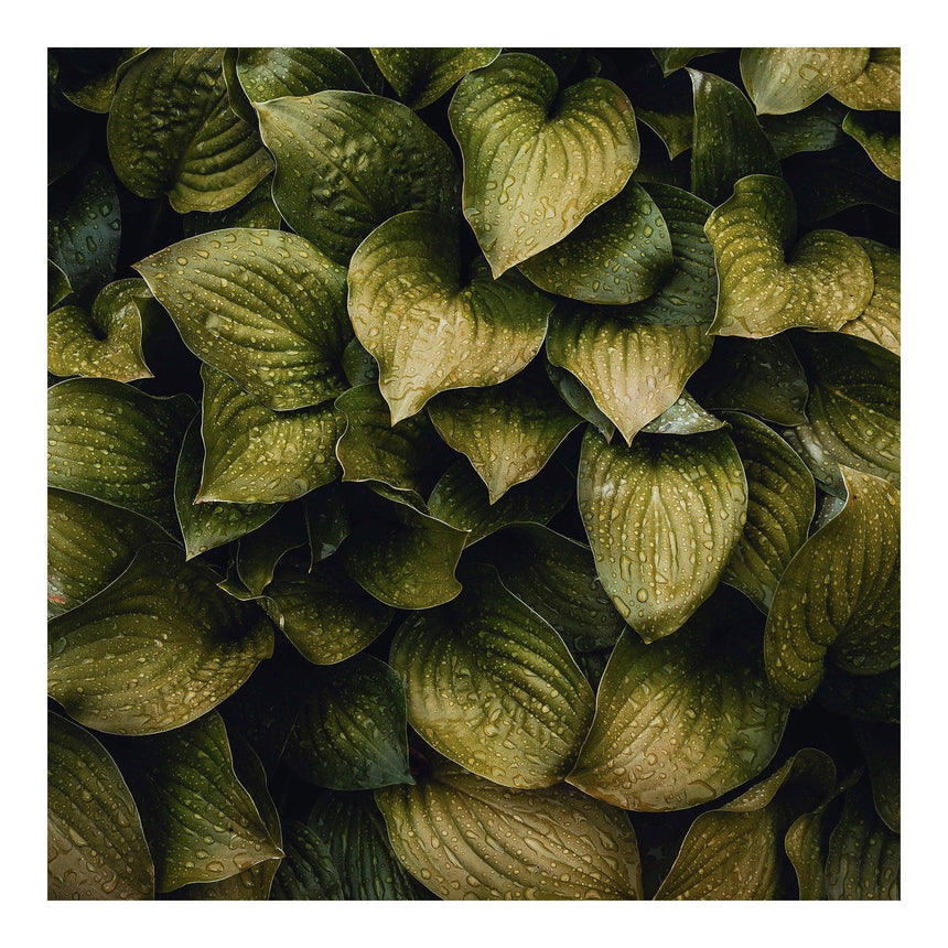 Lærredstryk - Dark Leaves - Incado