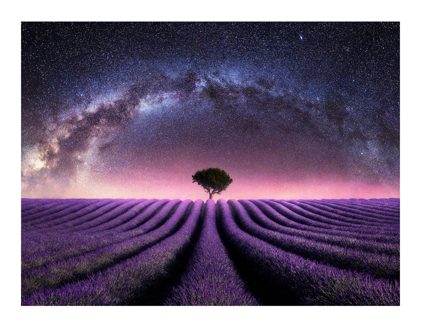 Lærredstryk - Lavender Field I - Mads Iversen - Incado