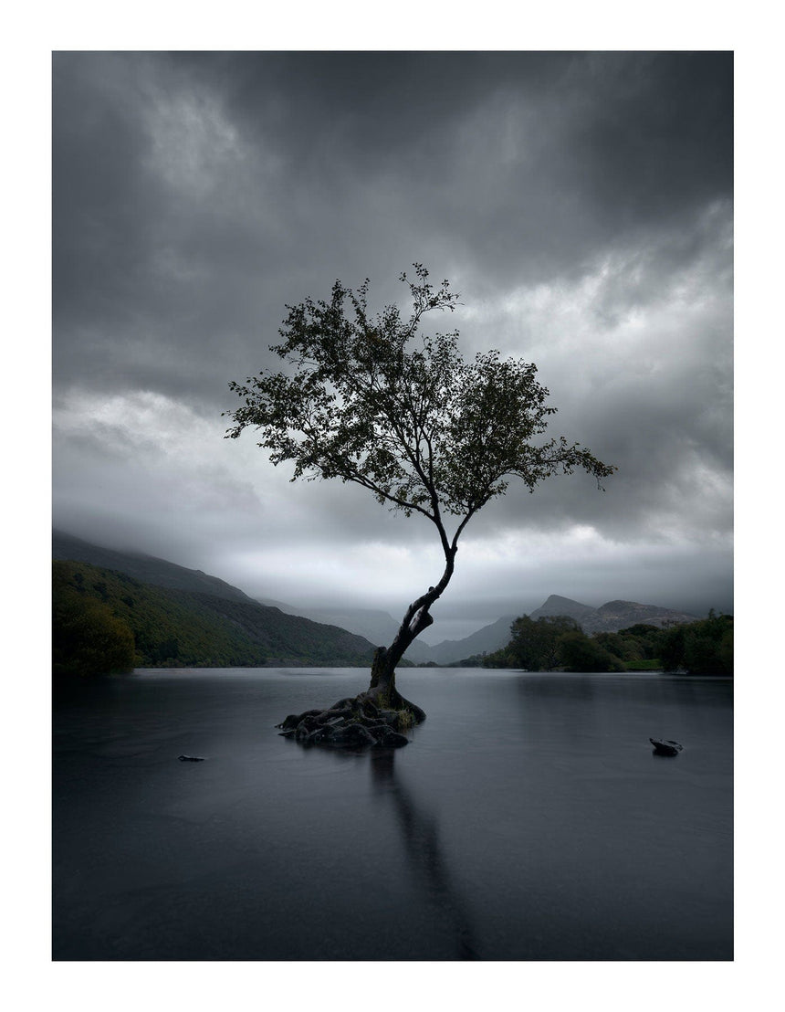 Lærredstryk - Lonely Tree - Mads Iversen - Incado