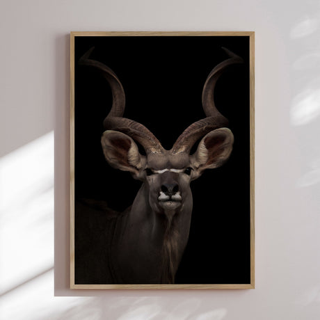 Plakat - Majestic Kudu - Incado