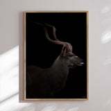 Plakat - Majestic Kudu II - Incado