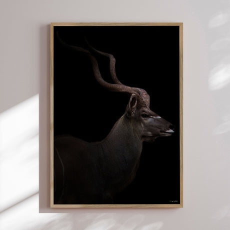 Plakat - Majestic Kudu II - Incado