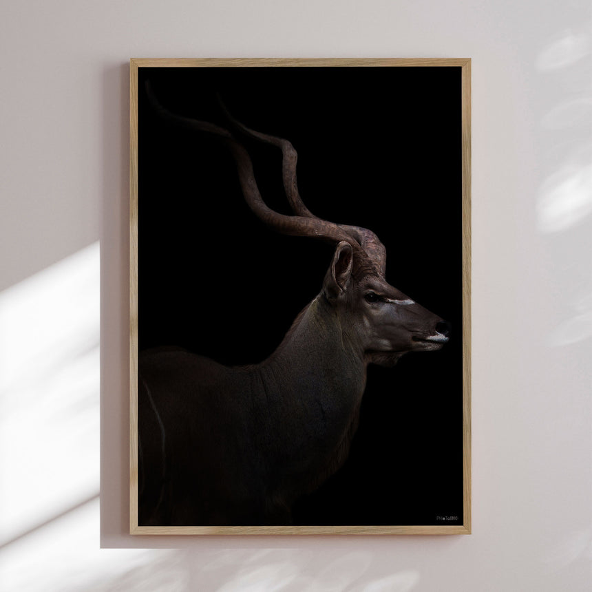 Plakat - Majestic Kudu II