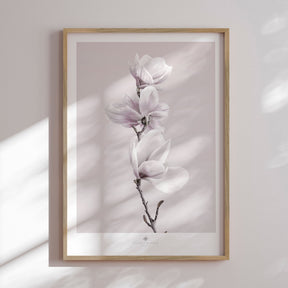 Plakat - Magnolia I - Incado