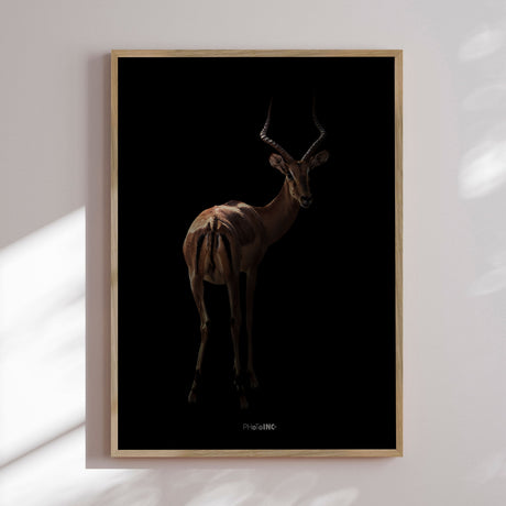 Plakat - Antelope - Incado