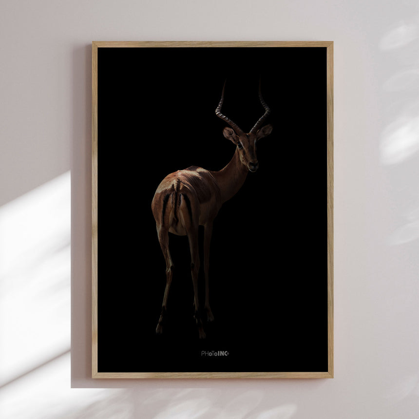 Plakat - Antelope - Incado