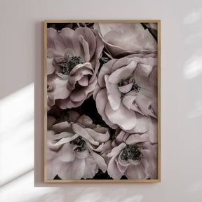 Plakat - Pastel Rose - Incado