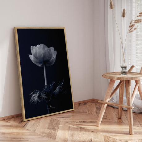 Plakat - Anemone - Incado