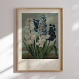 Plakat - Hyacinths - Incado