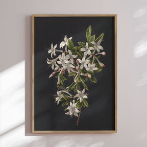 Plakat - Flower Colony - Incado