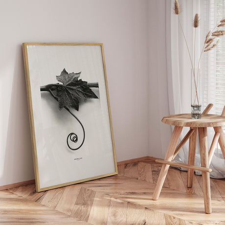 Plakat - Bryonia Alba - Incado