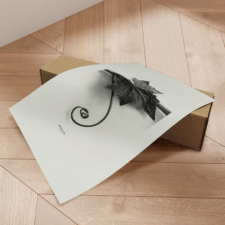 Plakat - Bryonia Alba - Incado