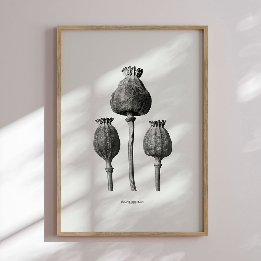 Plakat - Papaver Seed Heads - Incado