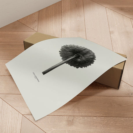 Plakat - Cotula Coronopifolia - Incado