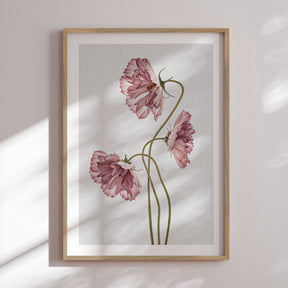 Plakat - Dusty Pink II - Incado