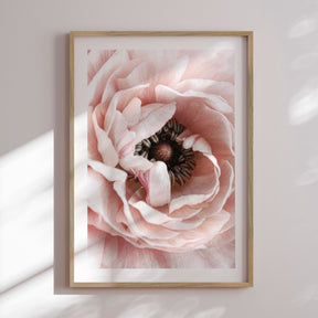 Plakat - Pink Poppy - Incado
