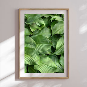 Plakat - Green Hosta - Incado