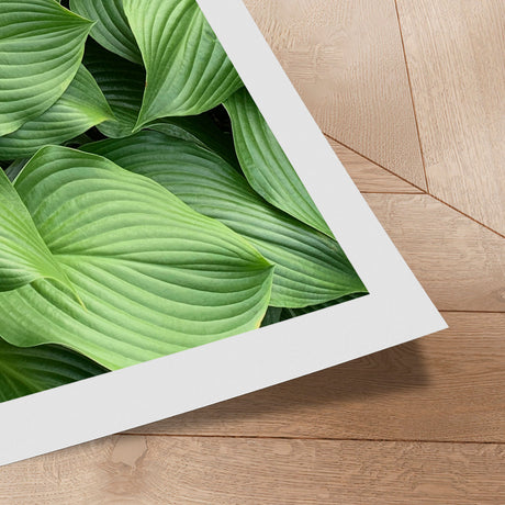 Plakat - Green Hosta - Incado