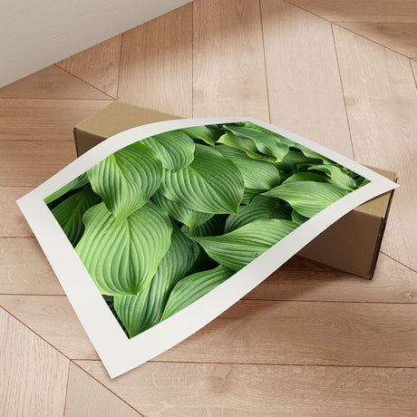 Plakat - Green Hosta - Incado