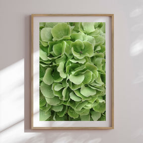 Plakat - Green Hortensia - Incado