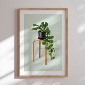 Plakat - Fauna I - Incado