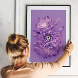 Plakat - Purple Chrysanthemum - Incado