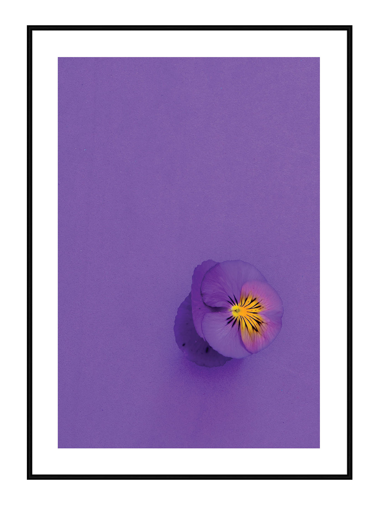 Single Anemone