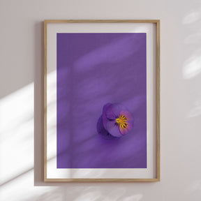 Plakat - Single Anemone - Incado