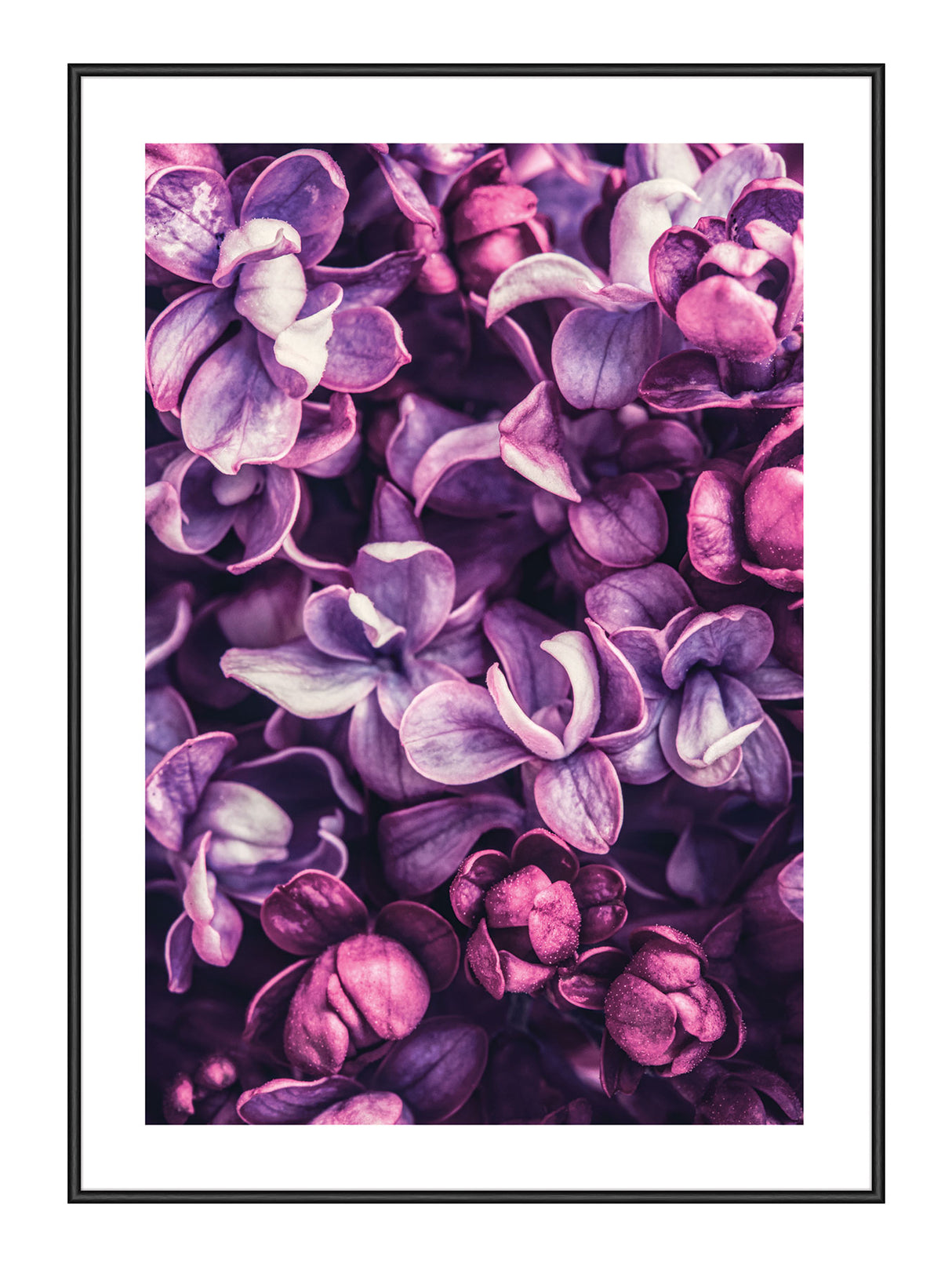 Lilac Flower