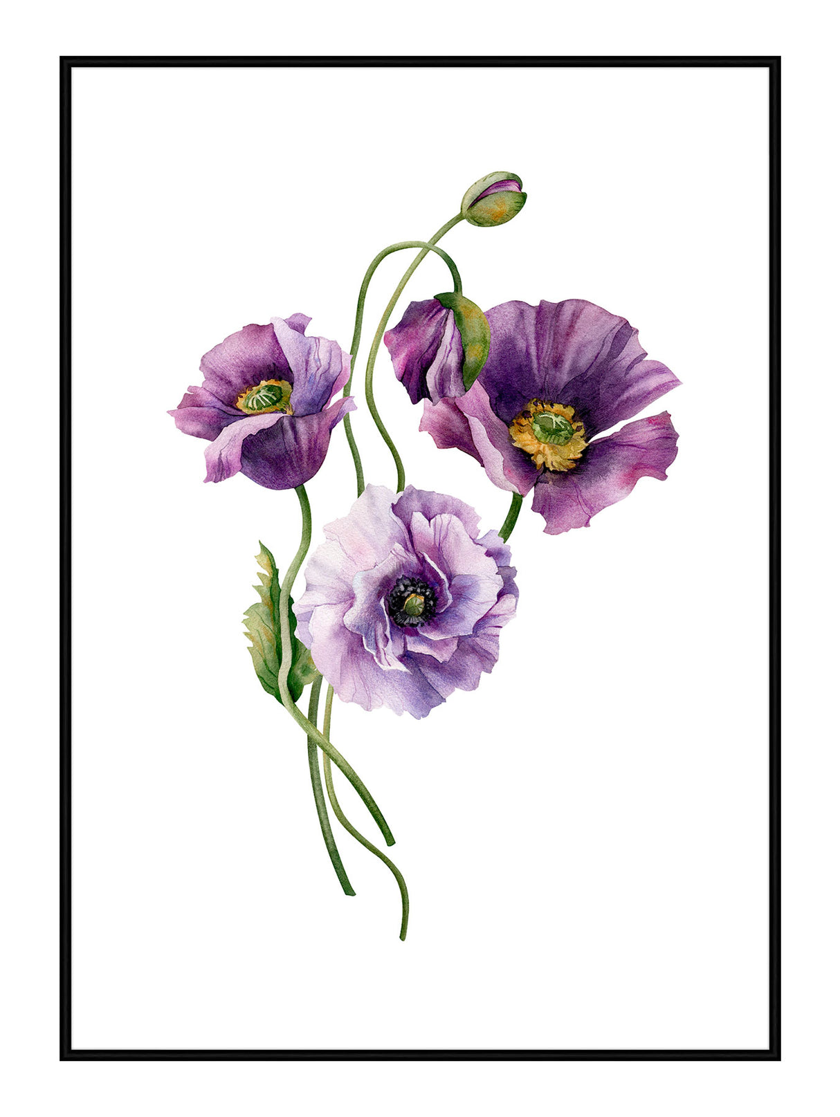 Purple Anemone