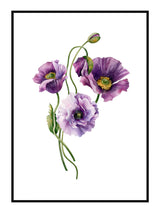 Plakat - Purple Anemone - Incado