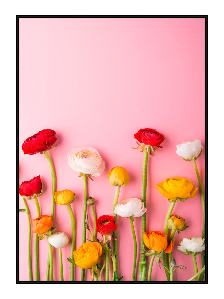 Plakat - Ranunculus Pink - Incado