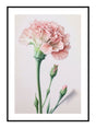 Plakat - Pink Carnation - Incado