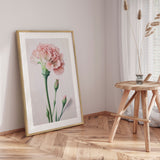 Plakat - Pink Carnation - Incado