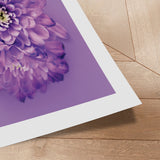 Plakat - Purple Chrysanthemum - Incado