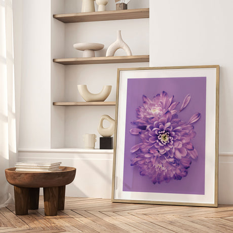 Plakat - Purple Chrysanthemum - Incado