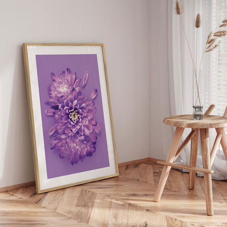 Plakat - Purple Chrysanthemum - Incado