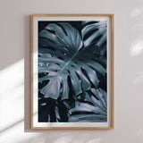 Plakat - Monstera