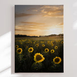 Lærredstryk - Golden Sunflower Field - Christian Lindsten