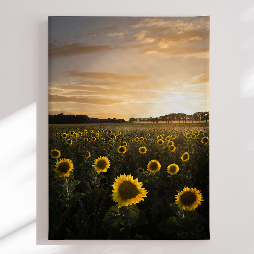 Lærredstryk - Golden Sunflower Field - Christian Lindsten