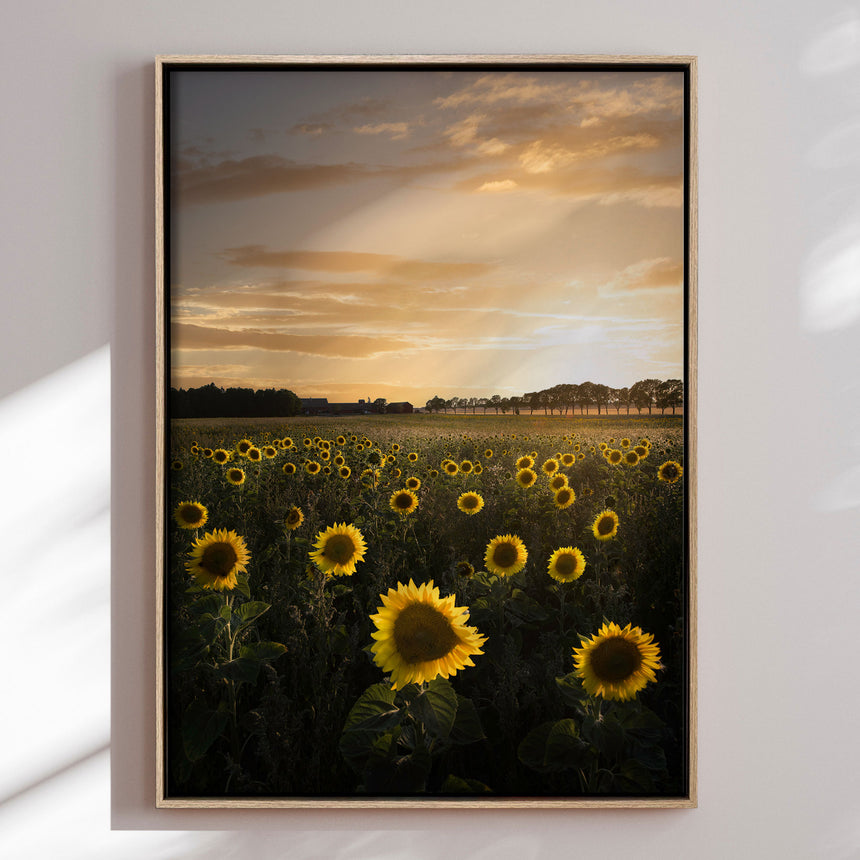 Lærredstryk - Golden Sunflower Field - Christian Lindsten