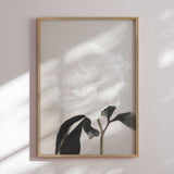 Plakat - Peony - 1x Studio II