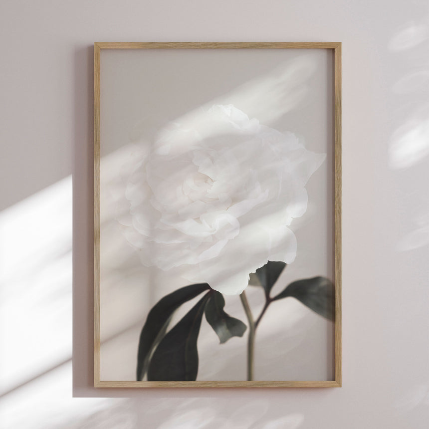 Plakat - Peony - 1x Studio II
