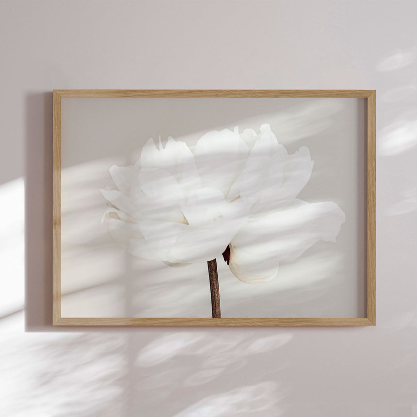 Plakat - White Bloom Serenity - 1x Studio II