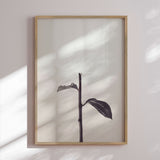 Plakat - Whispered Elegance - 1x Studio II