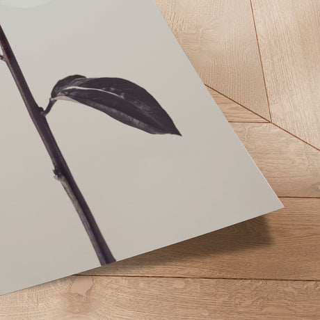 Plakat - Whispered Elegance - 1x Studio II