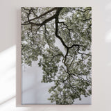 Lærredstryk - Ethereal Canopy - Shot by Clint