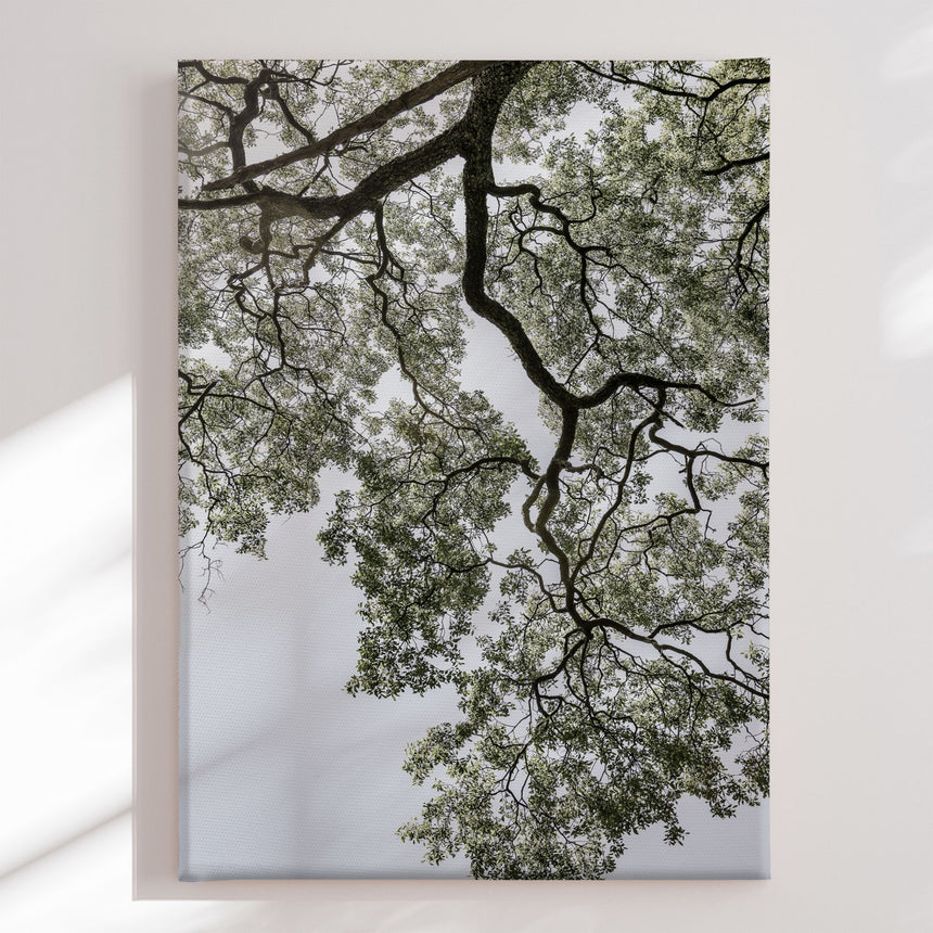 Lærredstryk - Ethereal Canopy - Shot by Clint