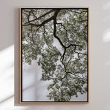 Lærredstryk - Ethereal Canopy - Shot by Clint